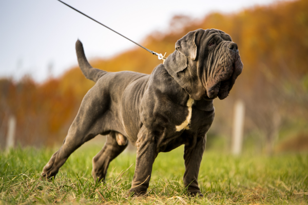Mastino Napoletano (Neapolský mastin)